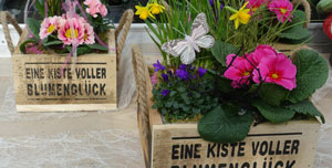 Kiste Blumenglück - Frühlingsblumen Gartencenter