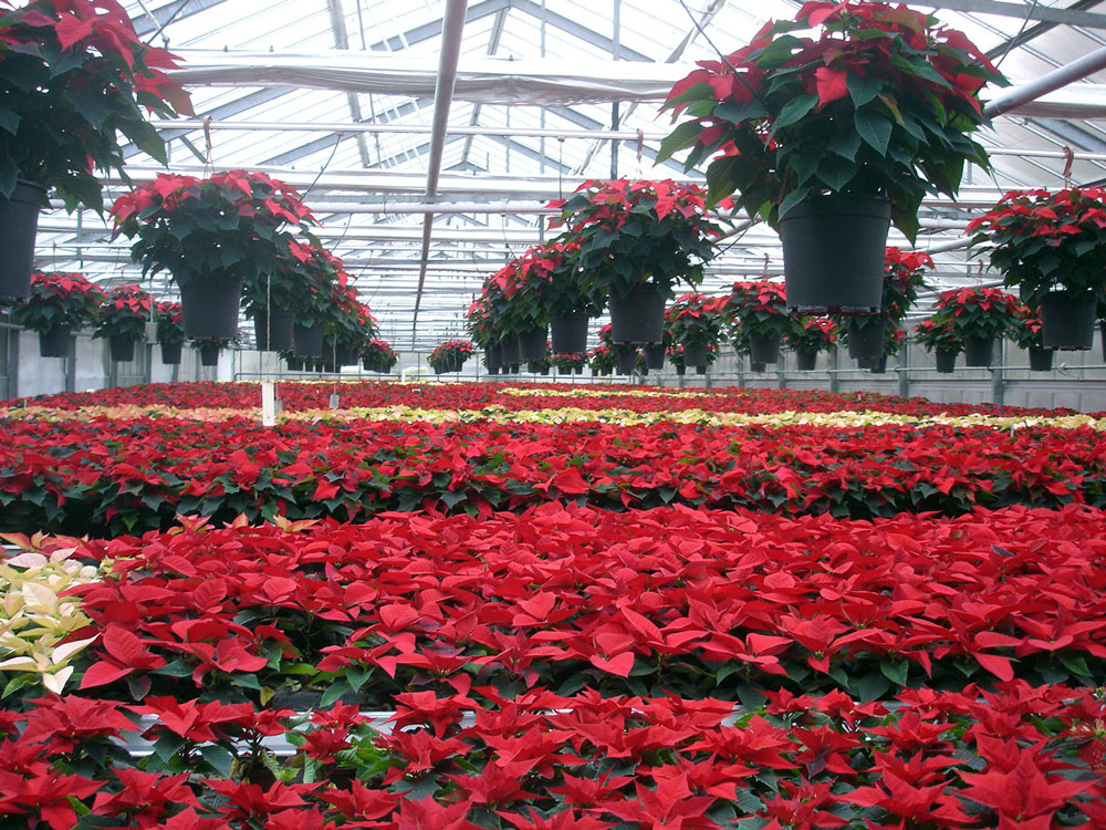 Weihnachtssterne, Gartencenter Pfalz
