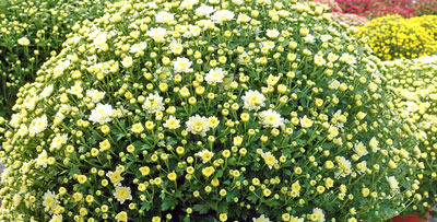 Chrysanthemen Pflanzenwelt-Dienst, Gartencenter Pfalz