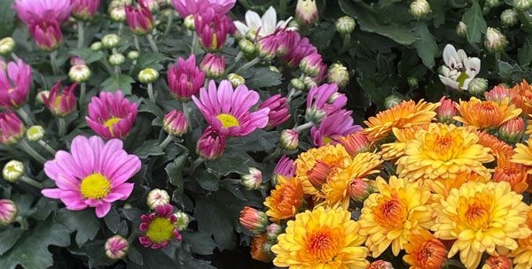 Chrysanthemen - Herbstblüher