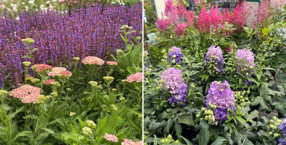 Der Sommergarten mit Hortensien, Rosen und Stauden.
