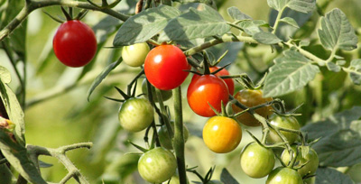 Gemüse, Tomaten, Gurken Pflanzenwelt-Dienst, Gartencenter Pfalz