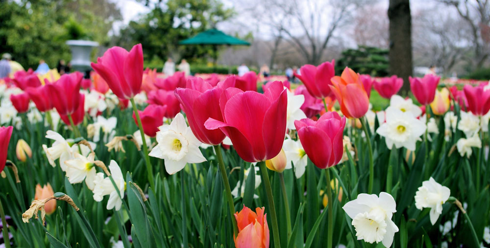 Tulpen und Narzissen, Gartencenter Pfalz