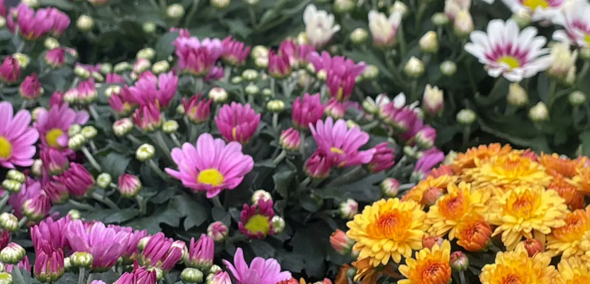 Chrysanthemen im Herbst