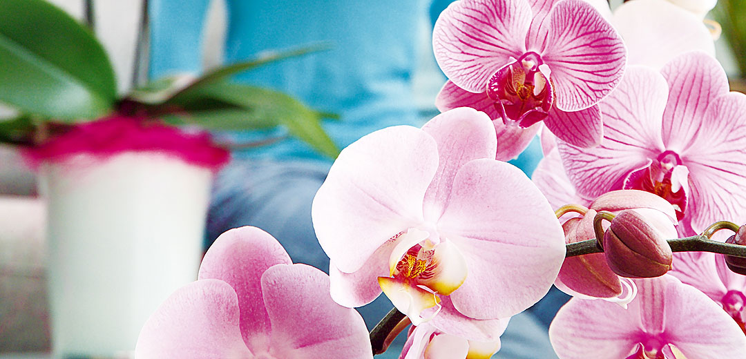 Orchideen - Gartencenter Dienst