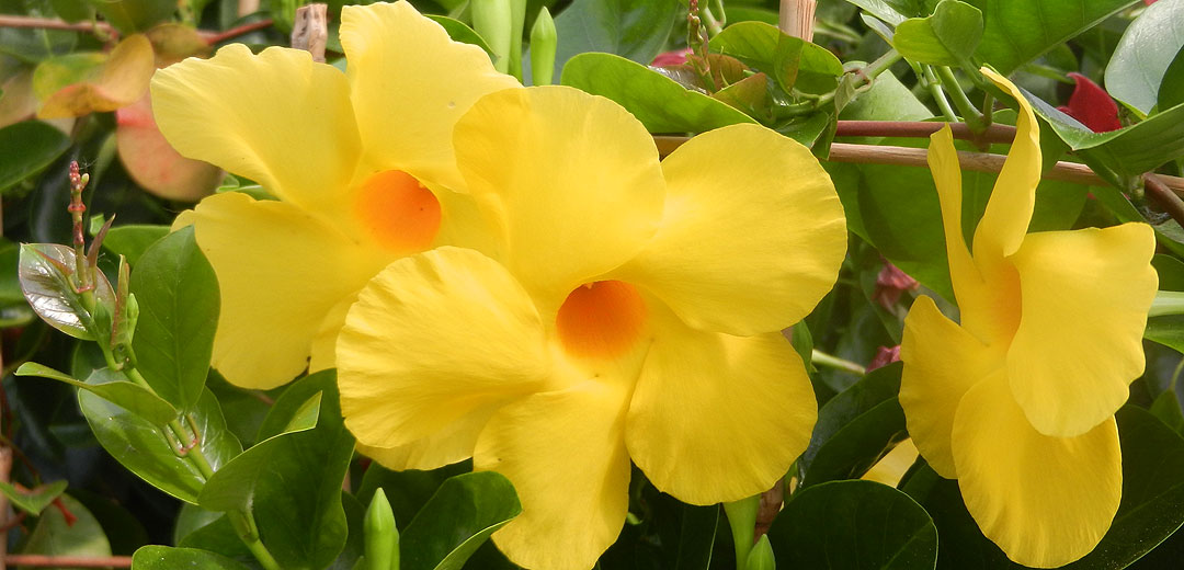 Dipladenia Mandevilla