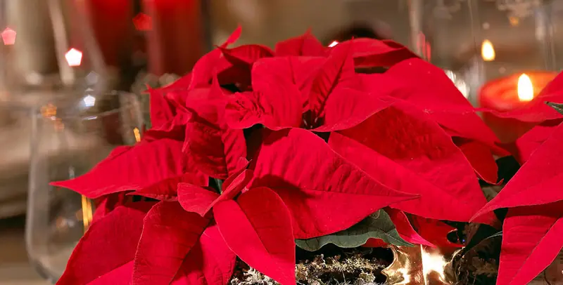Weihnachtssterne und Kerzen